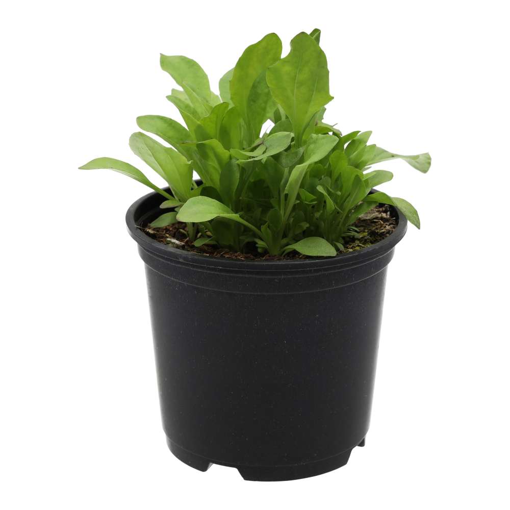 Live Food Plant Broadleaf Plantain
