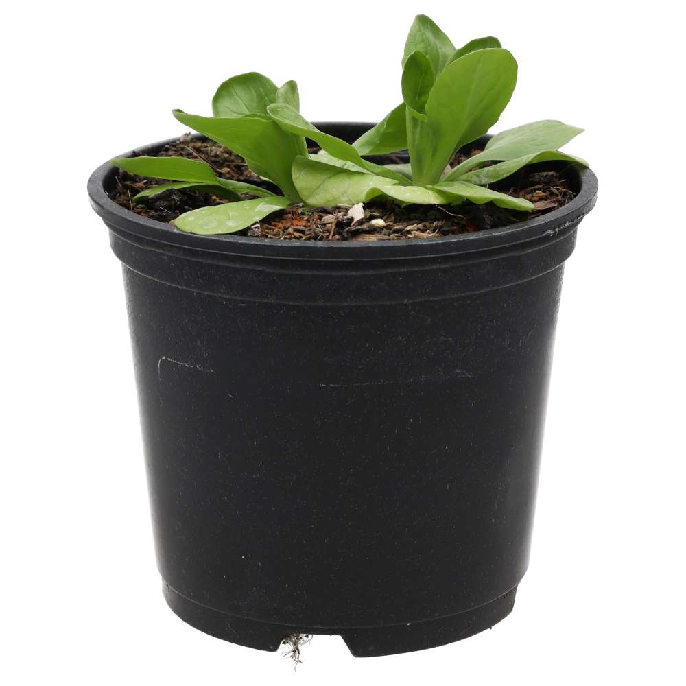 Live Food Plant Lambs Lettuce