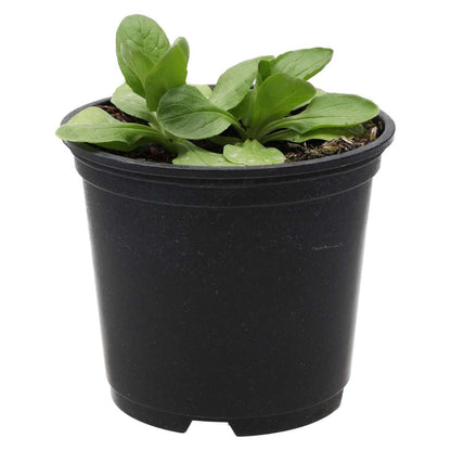Live Food Plant Lambs Lettuce