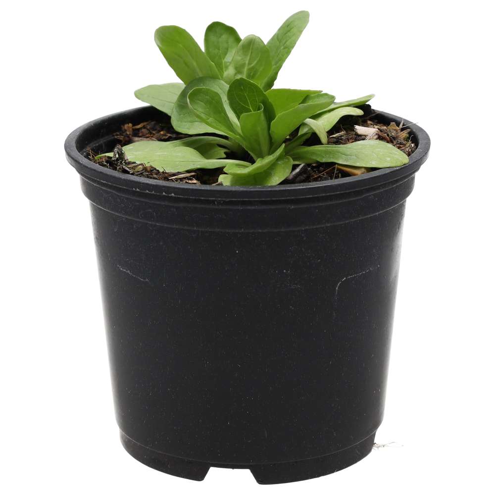 Live Food Plant Lambs Lettuce