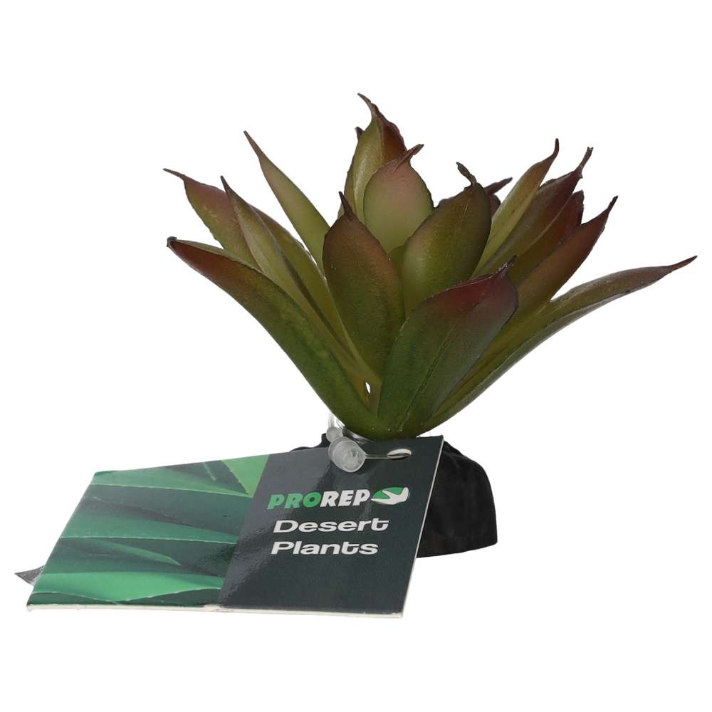 ProRep Artificial Aeonium Plant