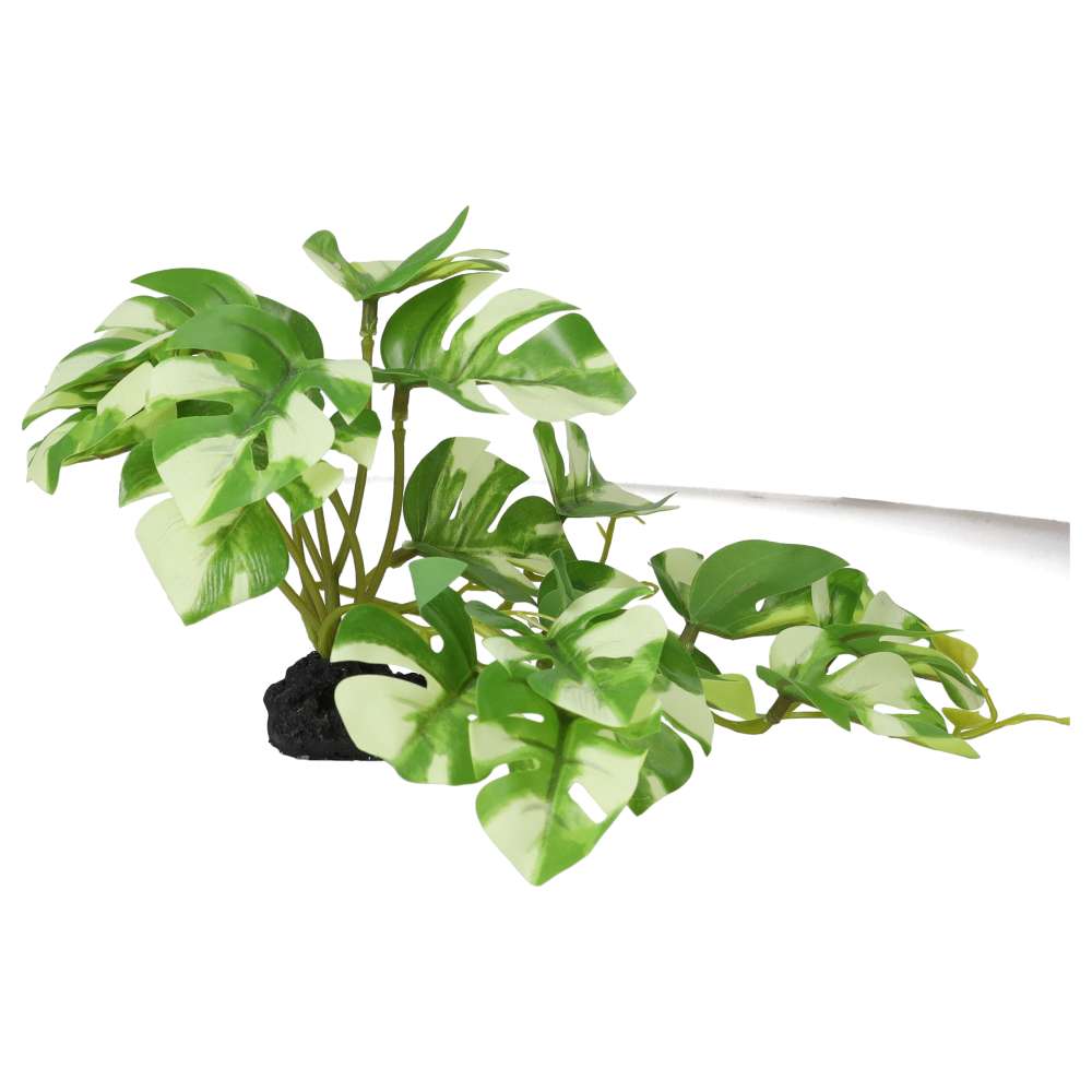ProRep Terrestrial Gardenia Variegated 14cm