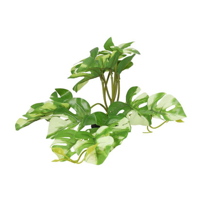 ProRep Terrestrial Gardenia Variegated 14cm