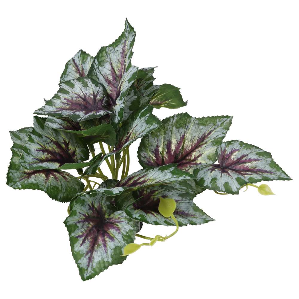 ProRep Terrestrial Begonia Silver Spirit