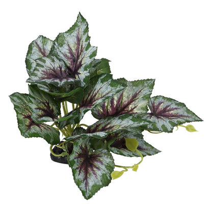 ProRep Terrestrial Begonia Silver Spirit