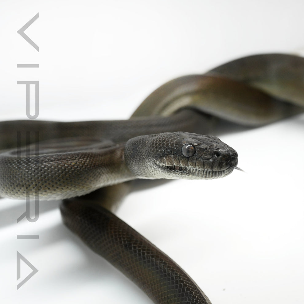 Papuan Olive Python for Sale – Viperia UK