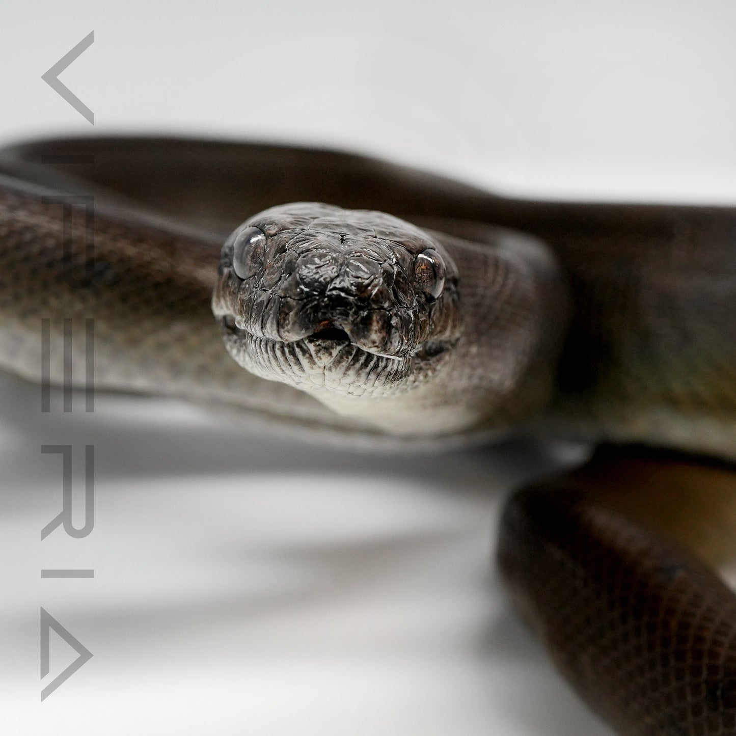 Papuan Olive Python