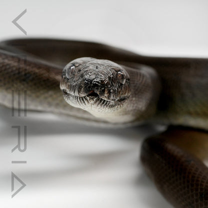Papuan Olive Python