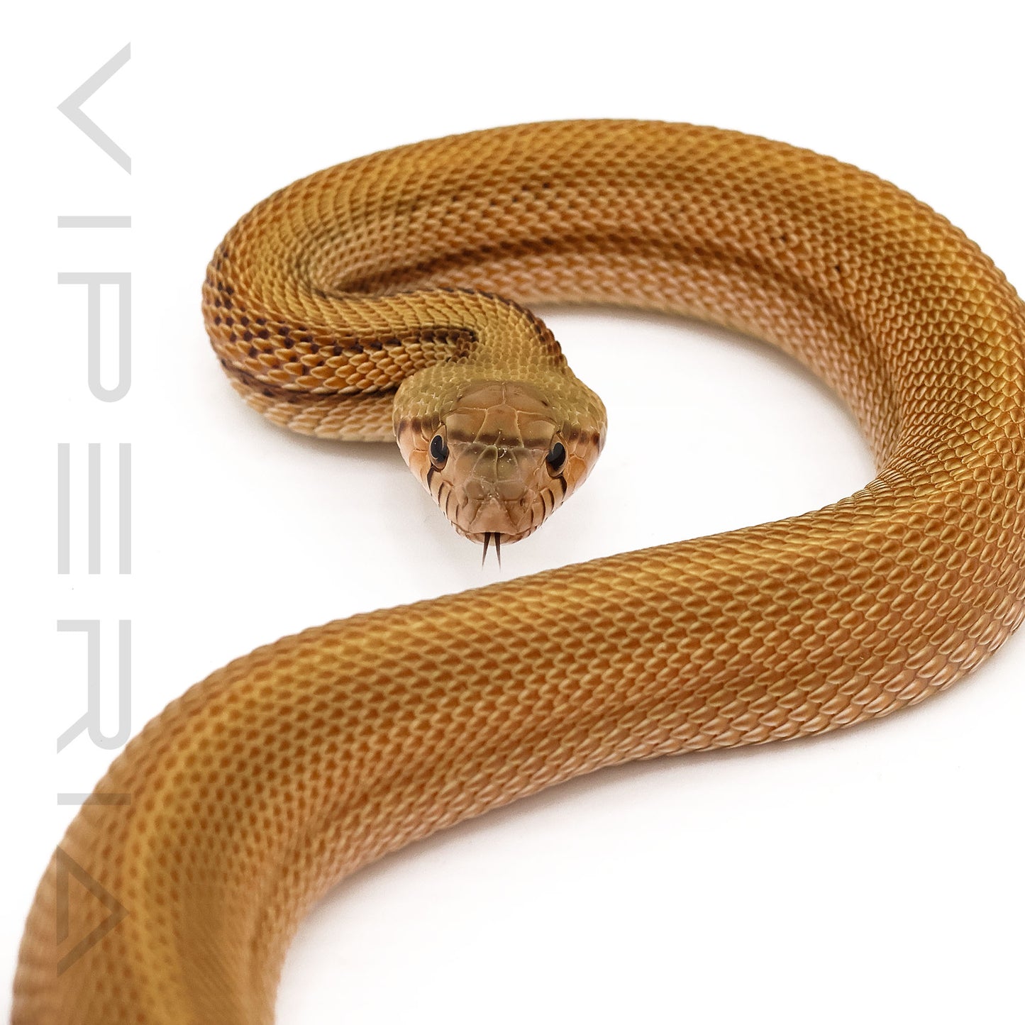Sonoran Gopher Snake Patternless