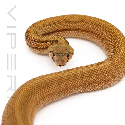 Sonoran Gopher Snake Patternless