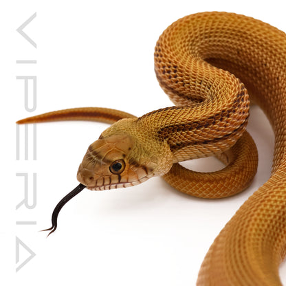 Sonoran Gopher Snake Patternless