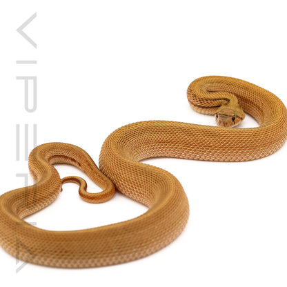 Sonoran Gopher Snake Patternless