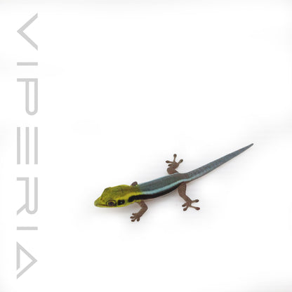 Neon Day Gecko