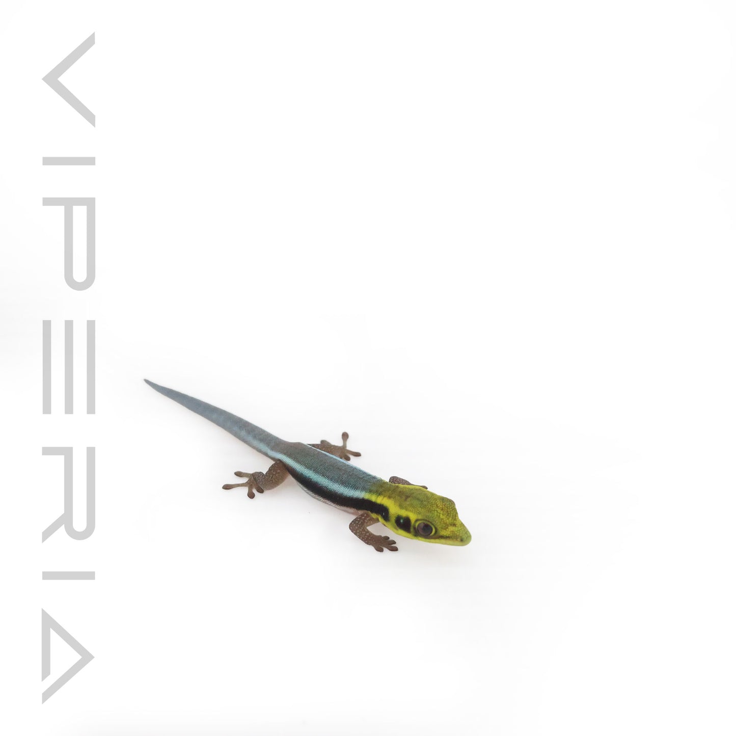 Neon Day Gecko