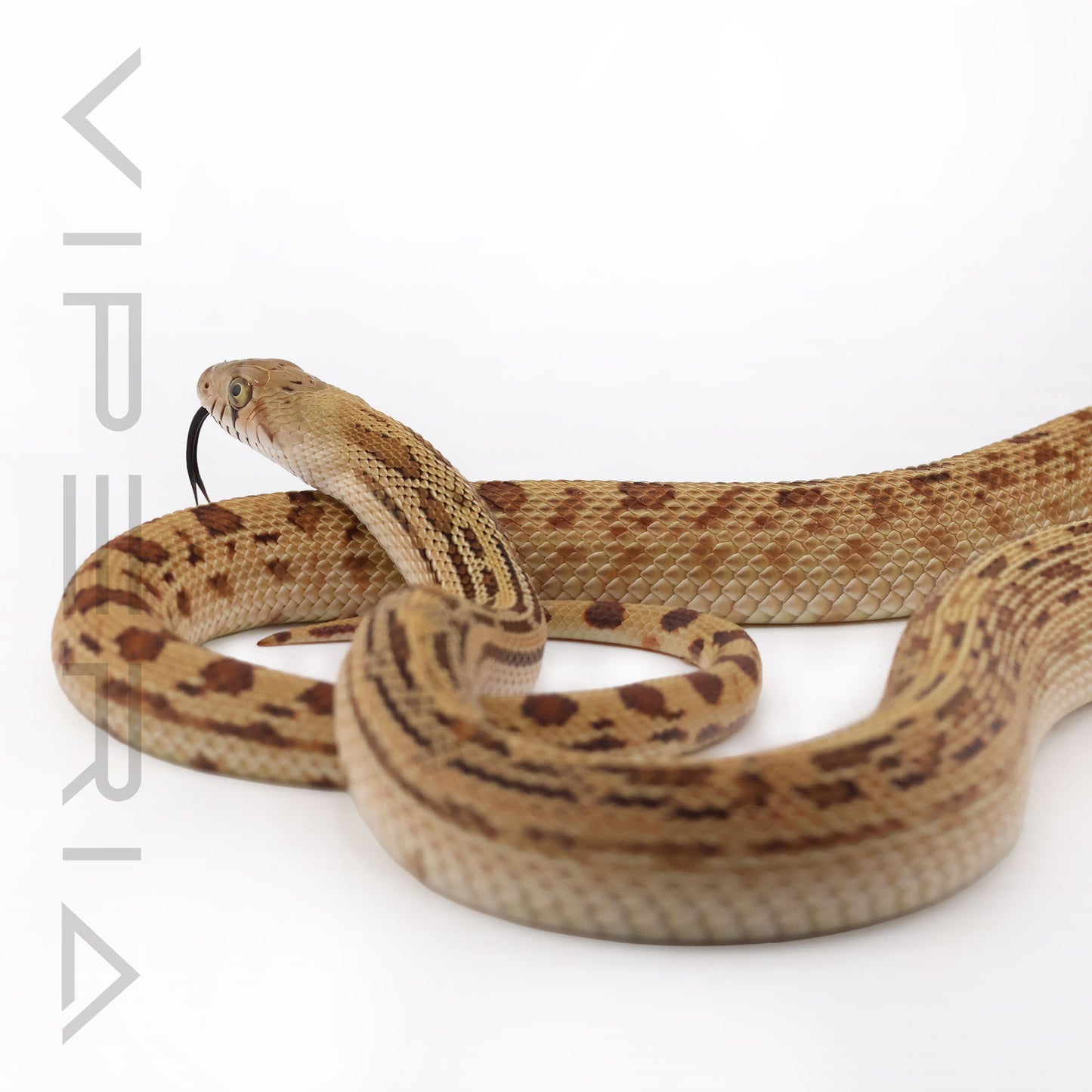 Sonoran Gopher Snake Reduced Pattern het Patternless