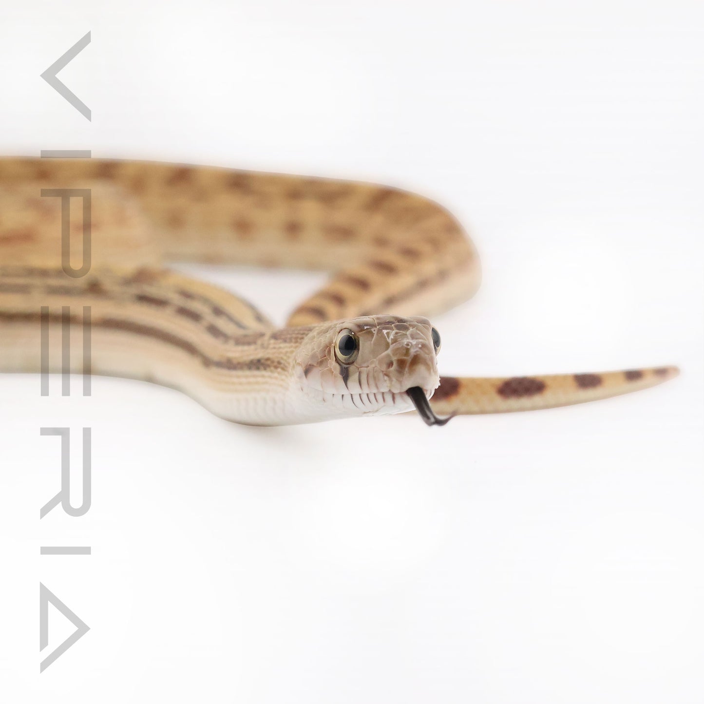 Sonoran Gopher Snake Reduced Pattern het Patternless