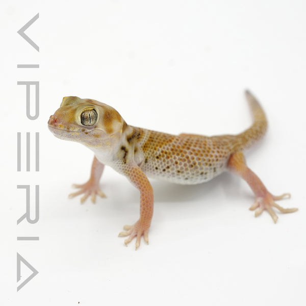 Przewalski’s Wonder Gecko