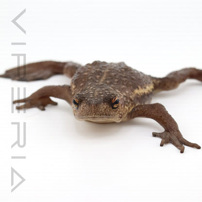 False Toad