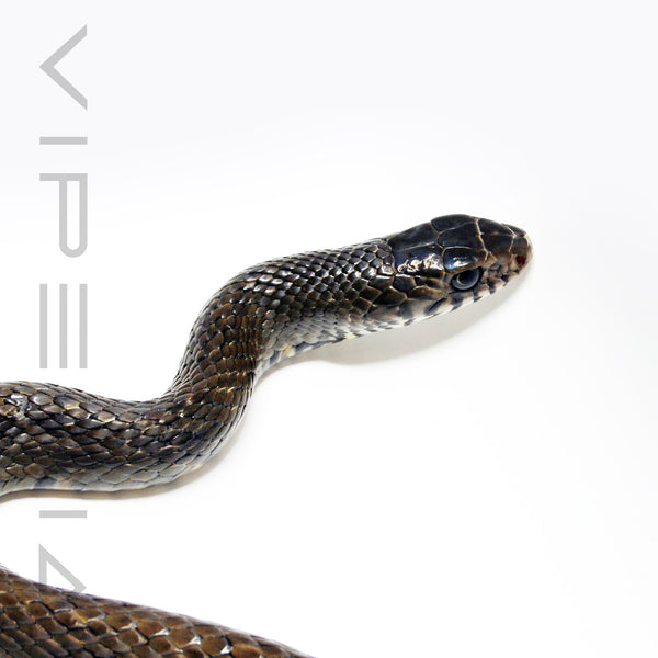 Oriental Rat Snake