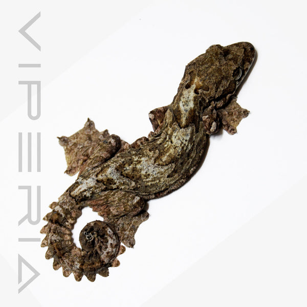 Kuhl's Flying Gecko