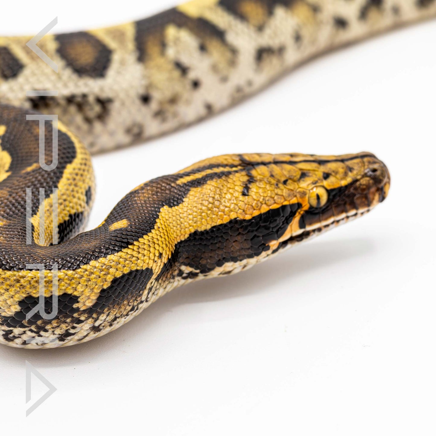 Short Tail Python