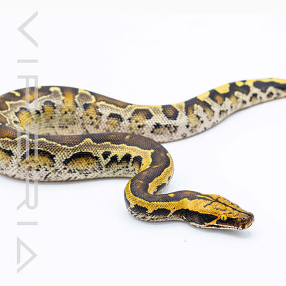 Short Tail Python