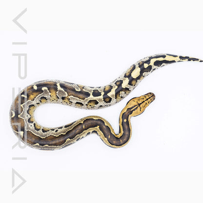 Short Tail Python