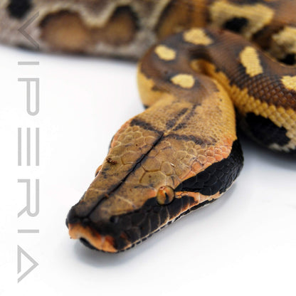 Bangka Red Blood Python
