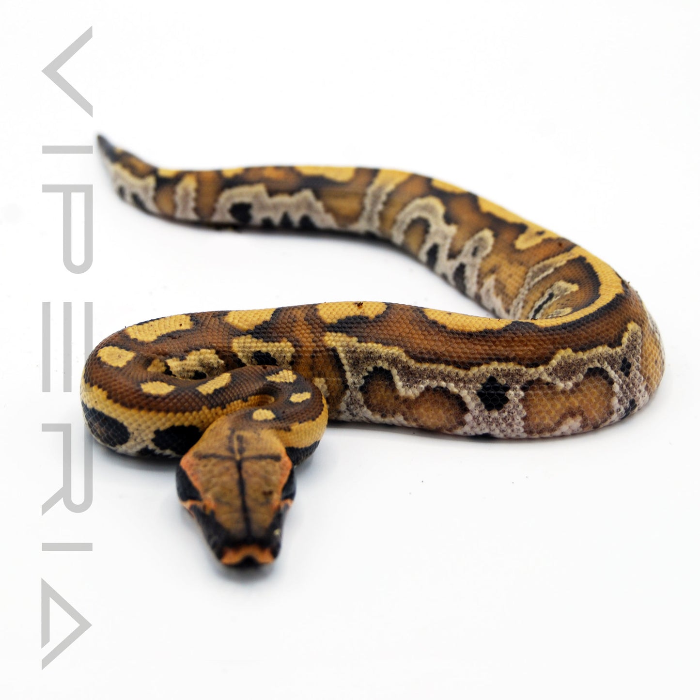 Bangka Red Blood Python