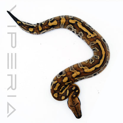 Bangka Red Blood Python