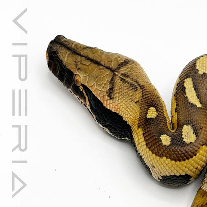 Bangka Red Blood Python