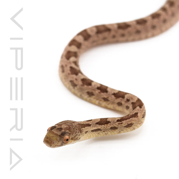 Heat Scaleless Everglades Rat Snake