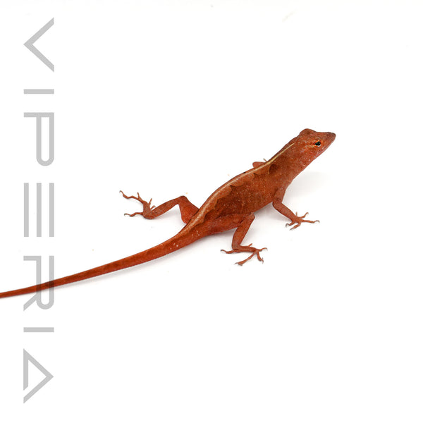 Red Phase Brown Anole