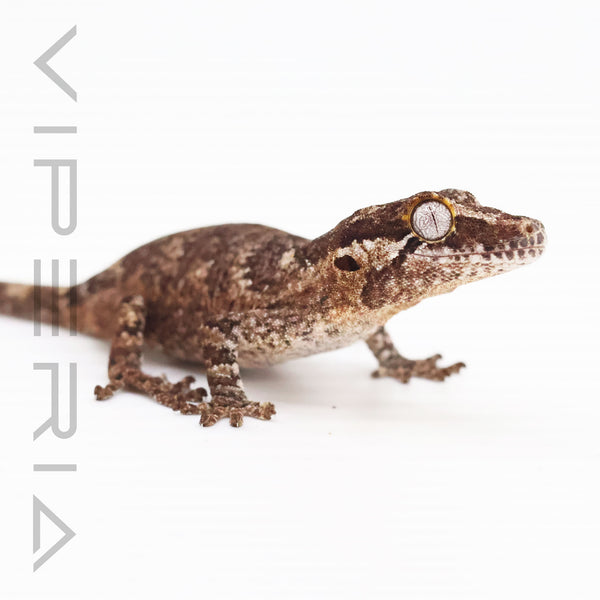 Gargoyle Gecko