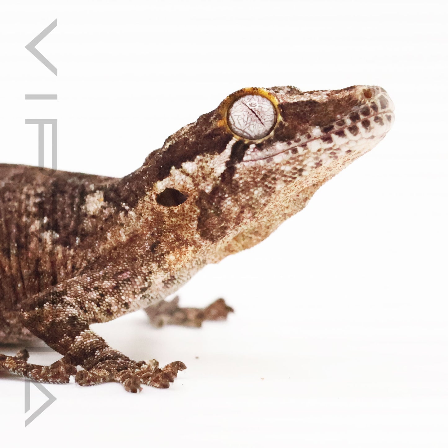 Gargoyle Gecko
