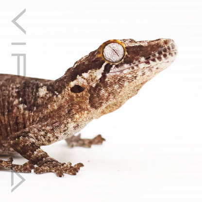 Gargoyle Gecko