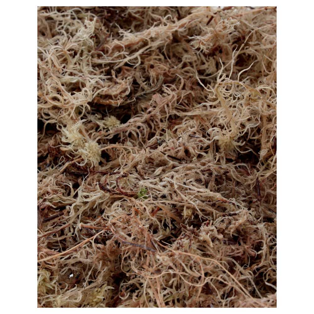 ProRep Live Moss