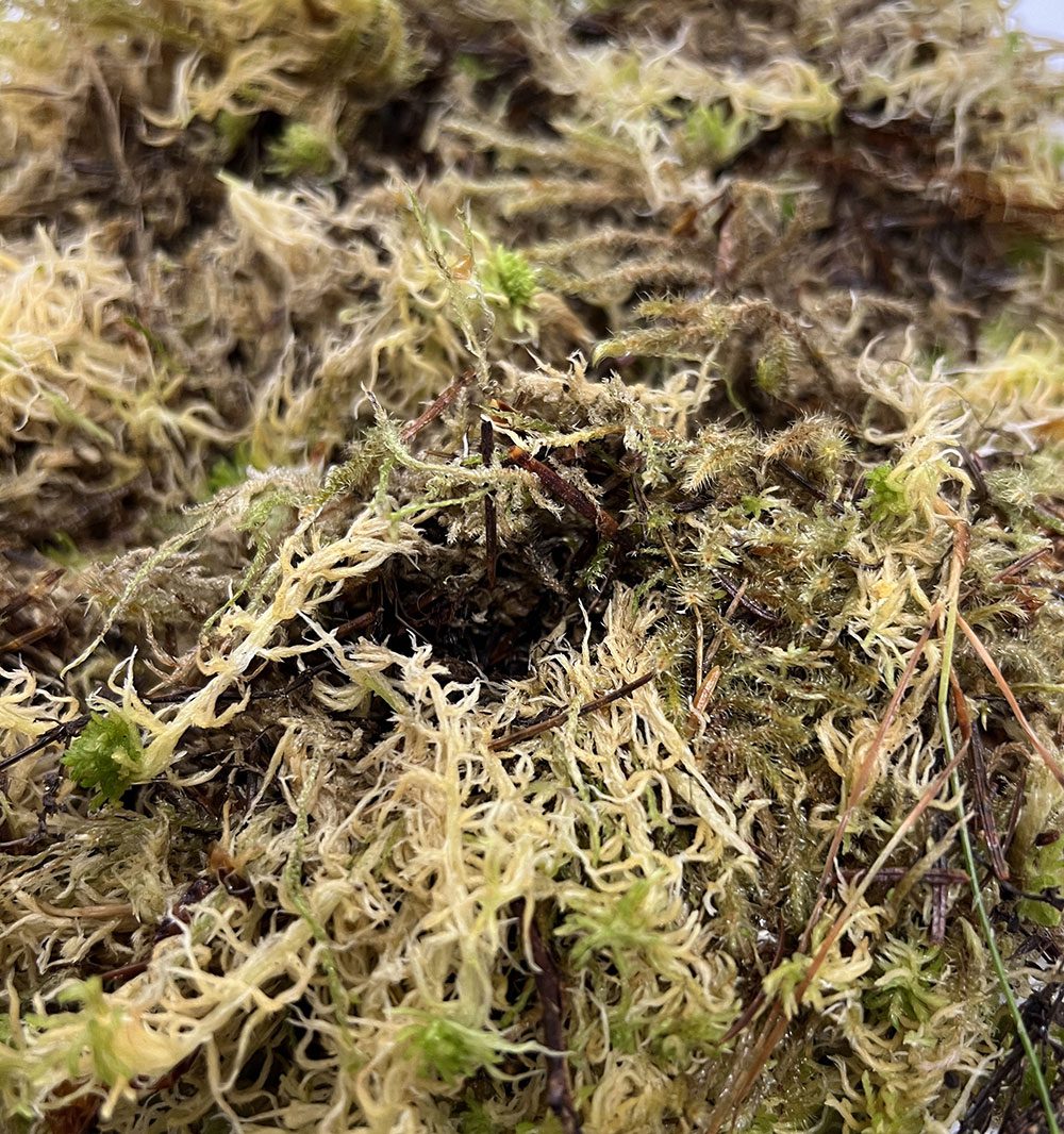 ProRep Live Moss