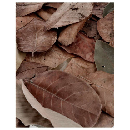 ProRep Bio Life Leaf Litter Jungle