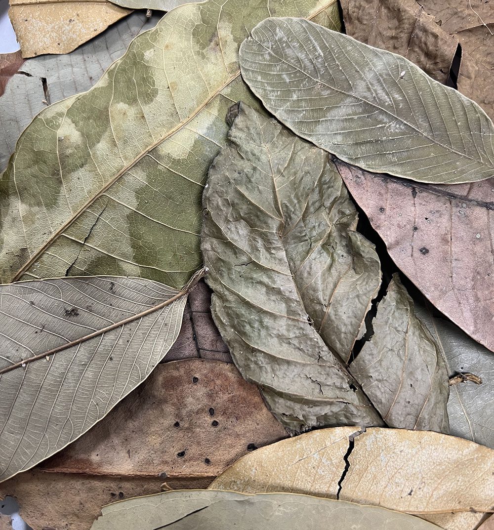 ProRep Bio Life Leaf Litter Jungle