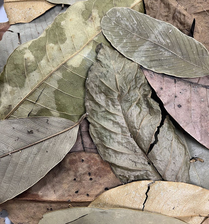 ProRep Bio Life Leaf Litter Jungle