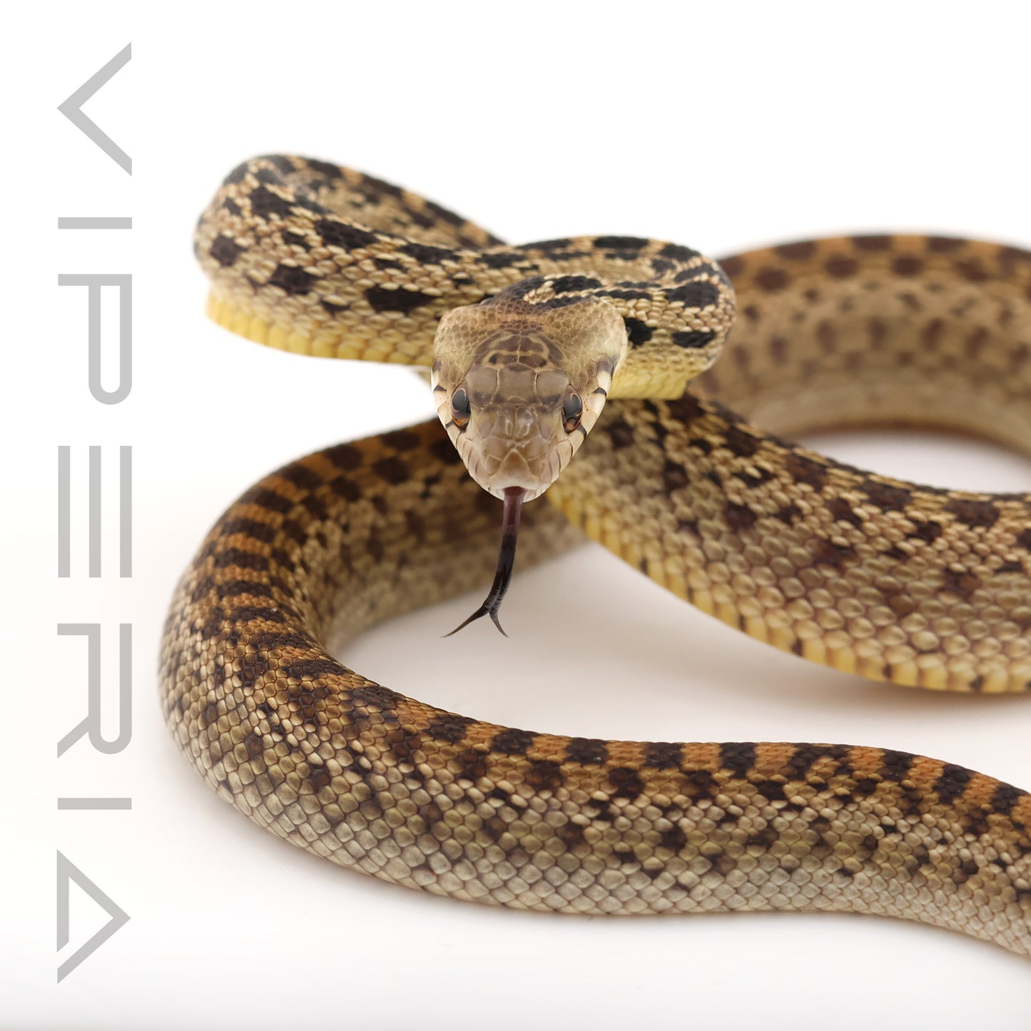 San Diego Gopher Snake ph Super Hypo