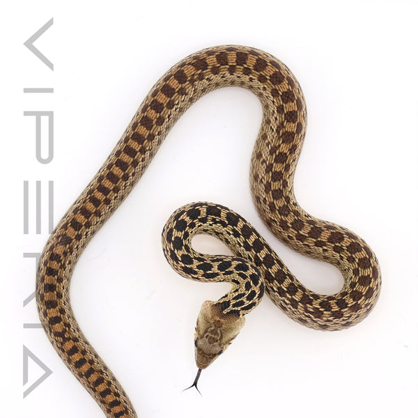 San Diego Gopher Snake ph Super Hypo