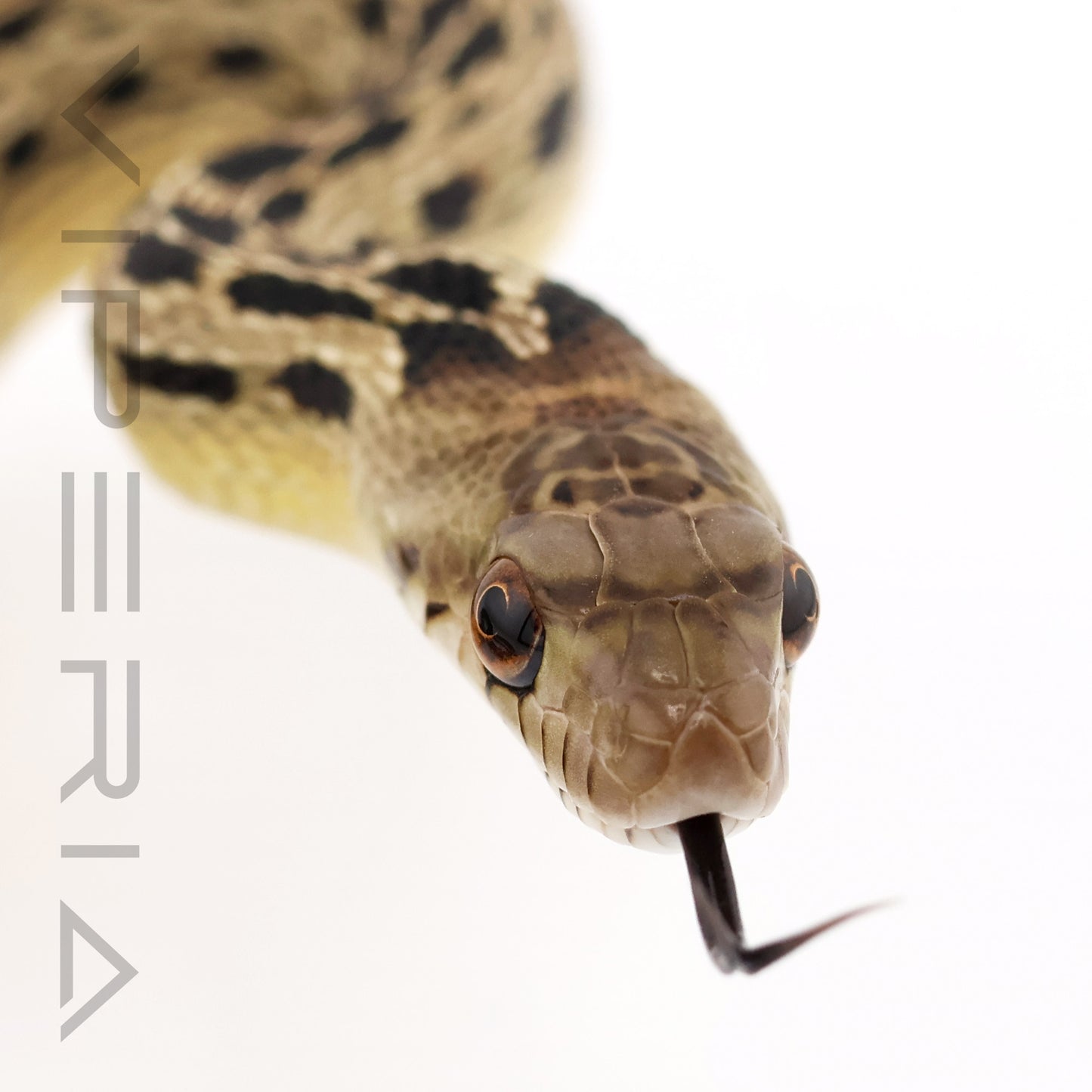 San Diego Gopher Snake ph Super Hypo