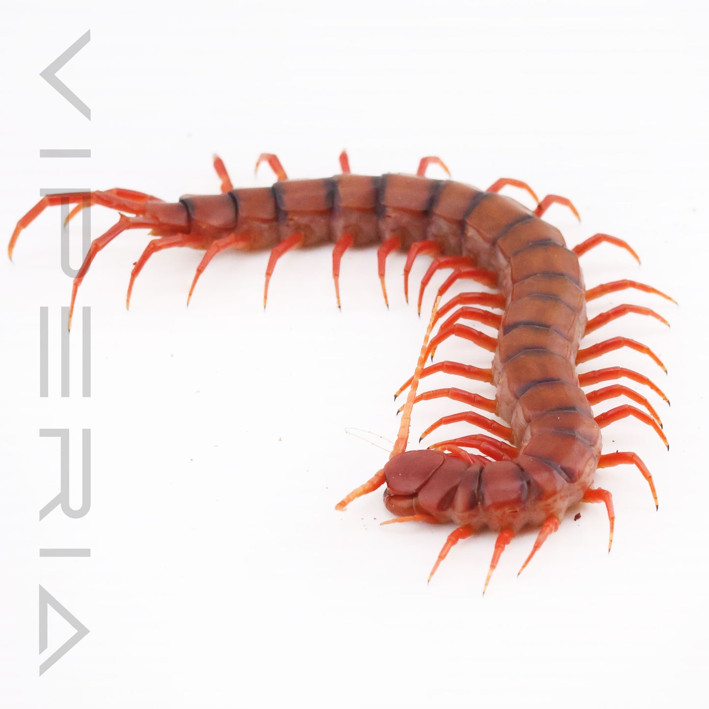 Malaysian Cherry Red Centipede