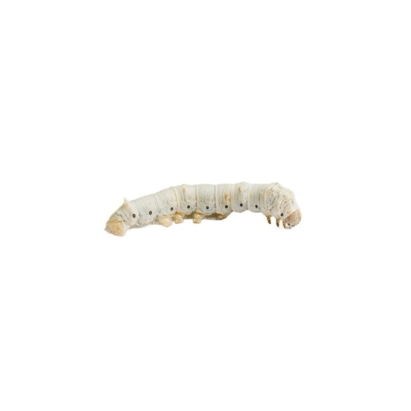 Silkworms