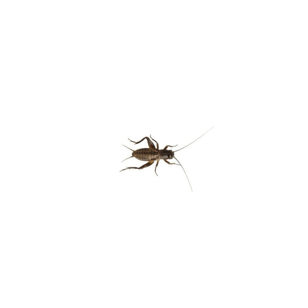 Small Black Crickets 4-5mm