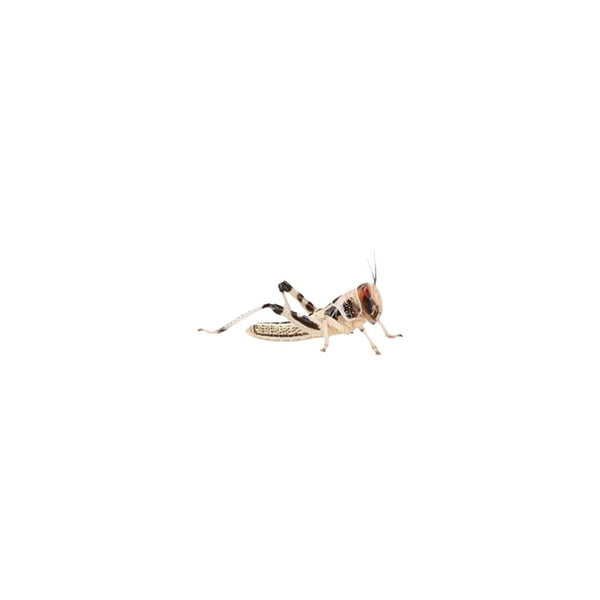 Small Locusts 10-12mm