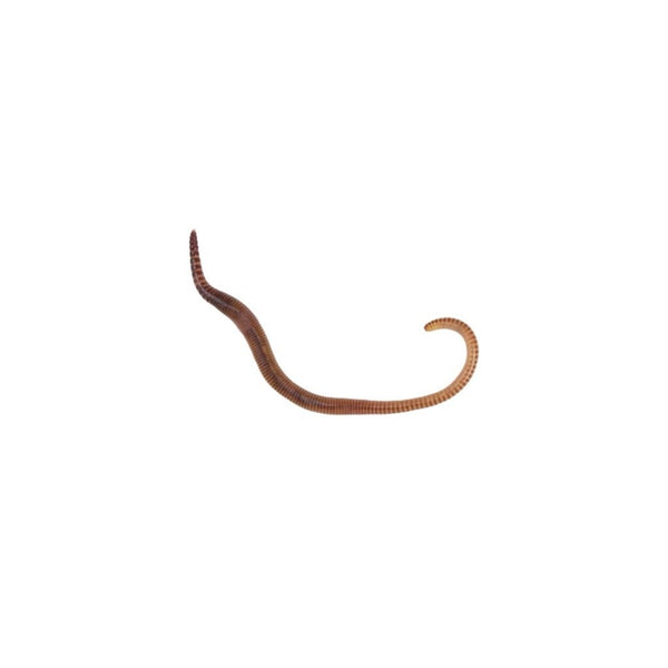 Small Worms 50-75mm