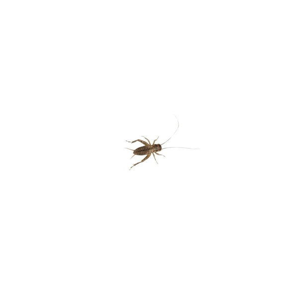 Small Silent Brown Crickets 4-5mm